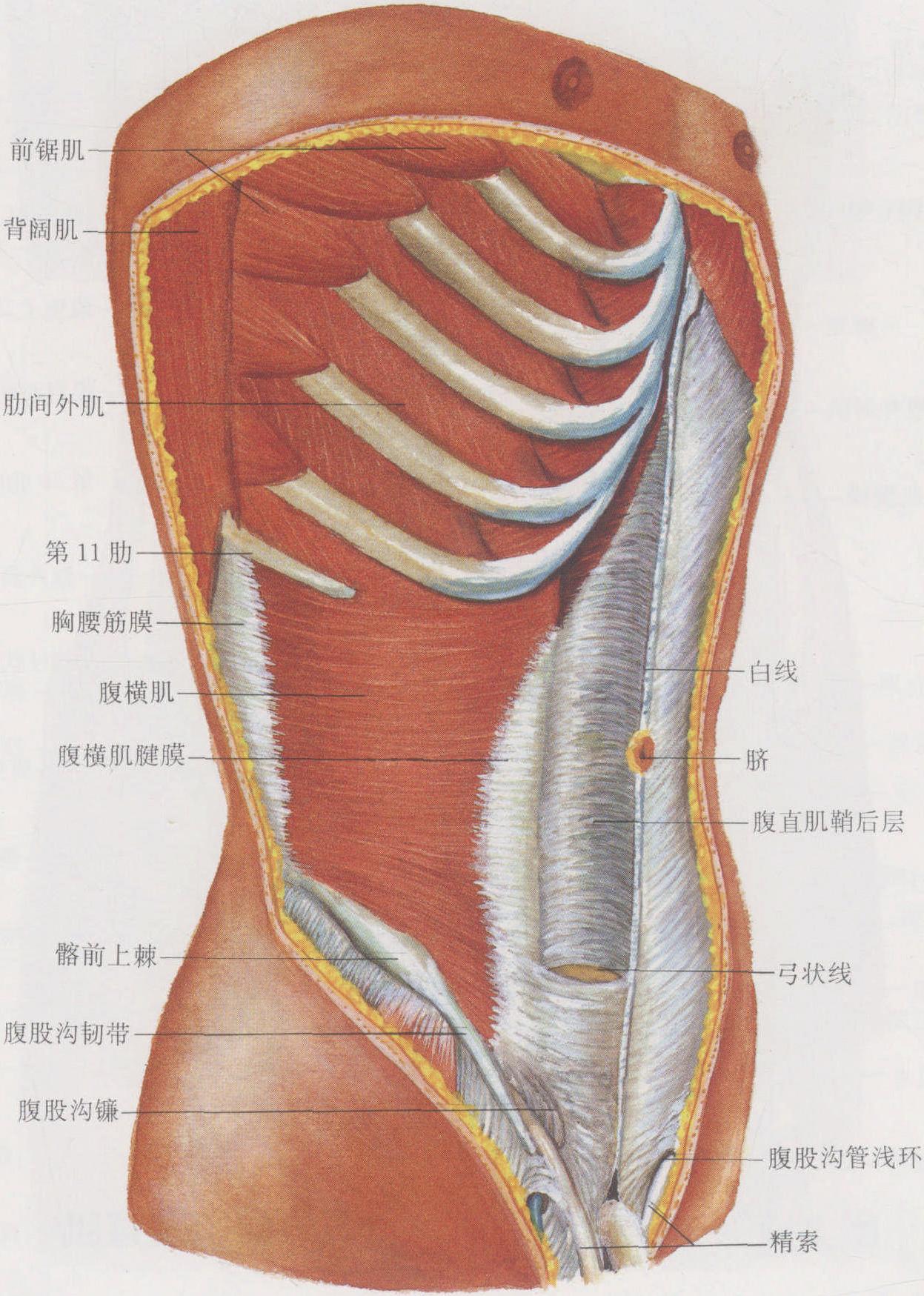腹壁整形是一种不断发展变化的整形外科手术 - 知乎